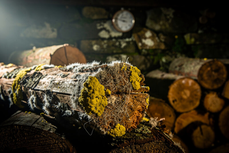 Mérule sur bois de chauffage : comment la détecter et l'éliminer efficacement